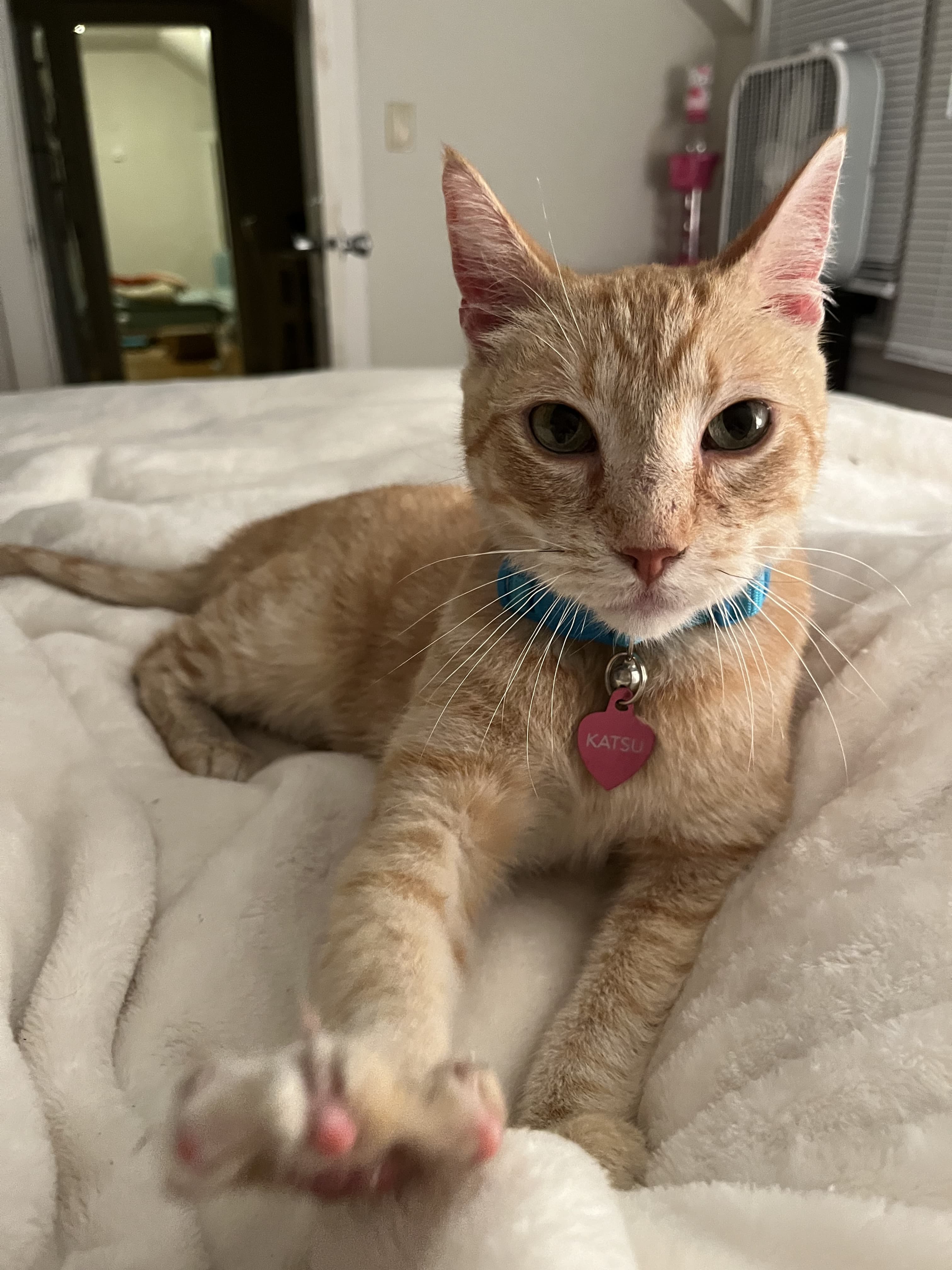 Katsu the cat